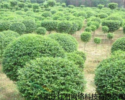 隨州真實(shí)的苗木大數(shù)據(jù)金銀花苗木,苗木交易平臺 詳情報(bào)價(jià)