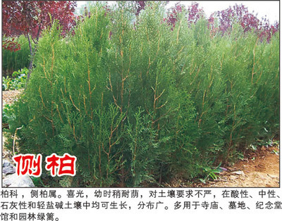側(cè)柏-河南潢川花木苗木場(chǎng)(產(chǎn)品圖片)-產(chǎn)品庫-中國(guó)花木網(wǎng)