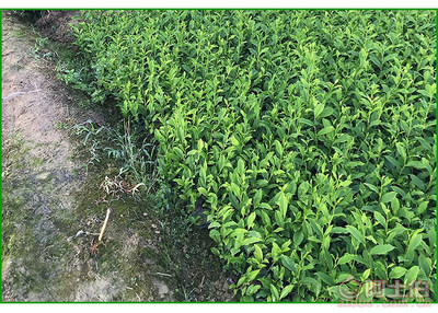 【福鼎大白茶苗價格】福鼎大白茶苗價格,價格,廠家,供應商,花木、果木種苗,雅安市名山區惠農苗木種植農民專業合作社 - 產品庫