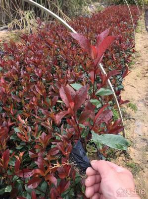 【綠化灌木紅葉石楠袋苗銷售、質優價廉】綠化苗木,價格,廠家,供應商,花木,龍海市東泗興輝園藝場 - 產品庫
