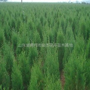 保定榆樹苗木基地、保定榆樹苗木批發(fā)、榆樹苗木價格-常青苗木--產(chǎn)品大全--E路網(wǎng)