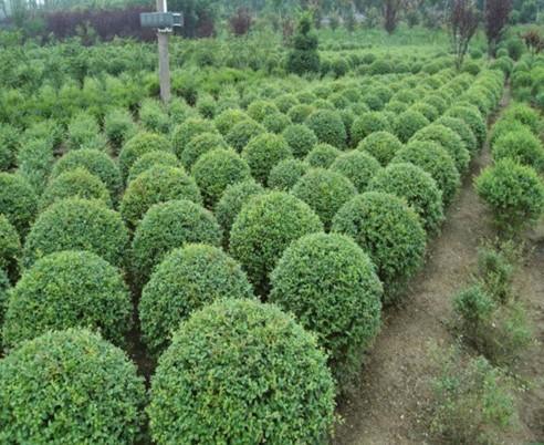 金葉女貞球 ,商河縣天野綠化苗木花卉種植專業(yè)合作社