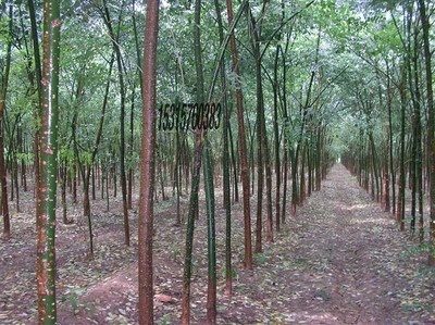 耐寒苗木、北欒、垂柳、旱柳、國槐圖片