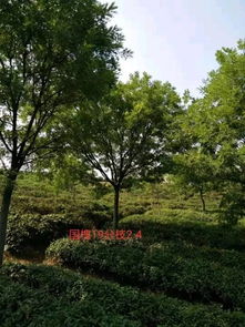 恭喜萬順苗木種植園入駐苗木通平臺 只做優質苗木